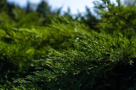 Close up view of green juniper branches with sunlightの写真素材