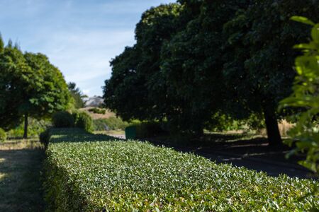 Green trimmed bush between trees in parkの写真素材