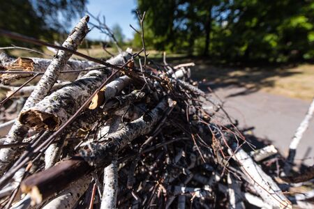 Close up view of firewood and branches in parkの写真素材
