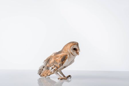 side view of beautiful wild barn owl isolated on white with copy spaceの写真素材
