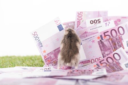 selective focus of furry hamster on euro banknotes isolated on white, sports betting conceptの写真素材
