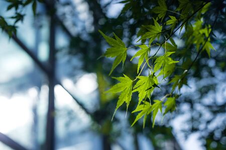 Close up view of green maple foliage with sunlightの写真素材