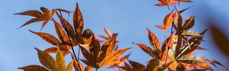 Autumn leaves on maple tree with blue sky at background, panoramic shot