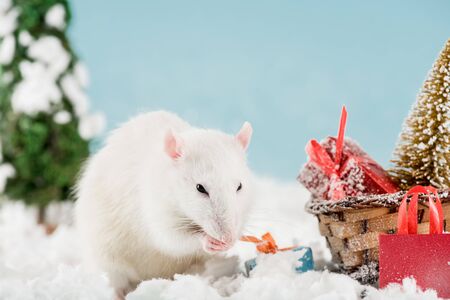 rat and wicker sled with christmas tree and gift boxes in New Yearの写真素材