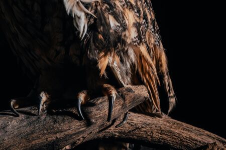 cropped view of wild owl sitting on wooden branch isolated on blackの写真素材