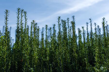 Green branches of bush with cloudy sky at background