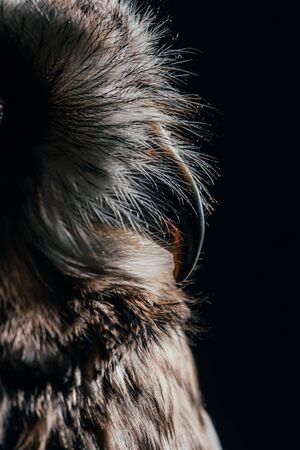 close up view of wild owl beak isolated on black