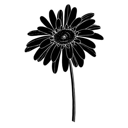 Vector Gerbera floral botanical flower. Wild spring leaf wildflower isolated. Black and white engraved ink art. Isolated gerbera illustration element on white background.のイラスト素材