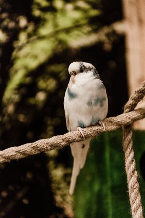 selective focus of parrot sitting on rope