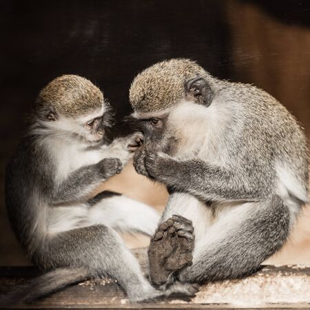 cute monkeys sitting in zooの写真素材