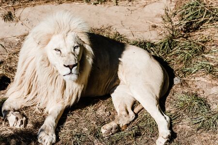 dangerous white lion lying on grass outsideの写真素材