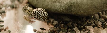 panoramic shot of lizard near rocks in terrariumの写真素材
