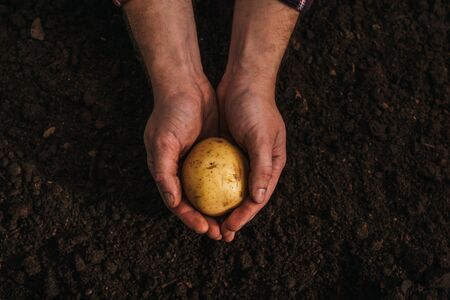 partial view of dirty farmer holding ripe potato in groundの写真素材