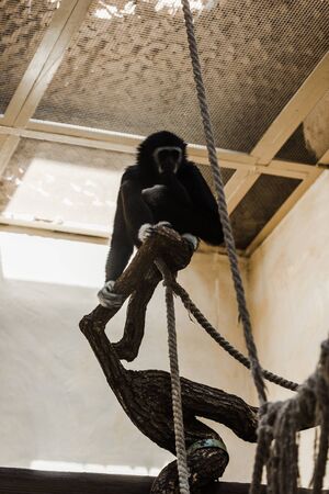 selective focus of monkey sitting on log near ropesの写真素材