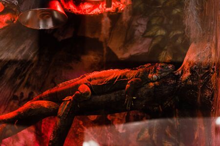 chameleon lying on tree in terrarium with red lightingの写真素材