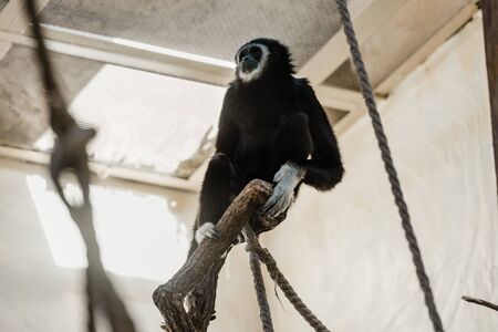 selective focus of ropes near cute monkey in zooの写真素材