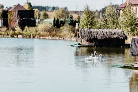 pink flamingos swimming in pond near buildings and treesの写真素材