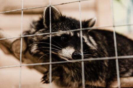 selective focus of cute raccoon near cage in zooの写真素材