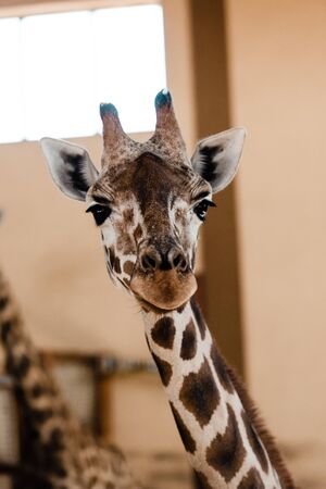selective focus of cute and tall giraffe in zooの写真素材