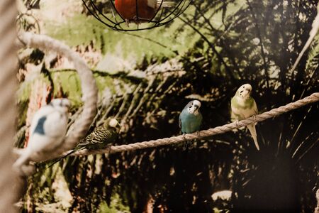 selective focus of parrots sitting on rope in zooの写真素材