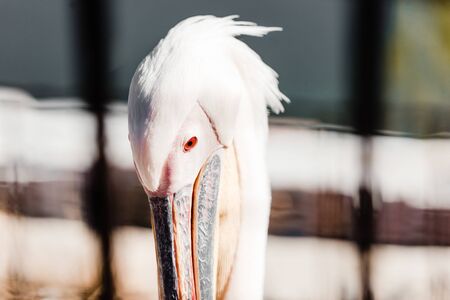 selective focus of pelican with big beak in zooの写真素材