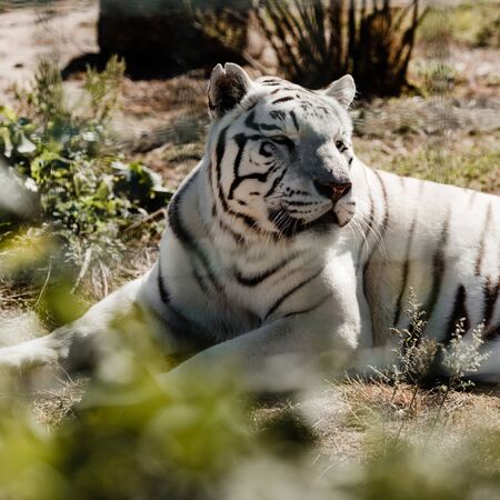 selective focus of white tiger lying on ground outsideの写真素材