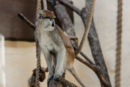 selective focus of monkey sitting near ropes
