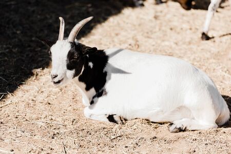 cute goat lying on hay outside