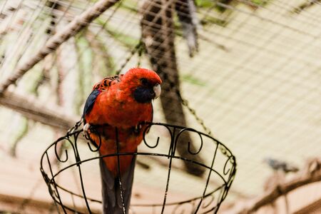 red parrot sitting on metallic cage in zooの写真素材