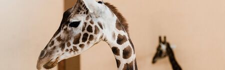 panoramic shot of tall giraffes with long necks in zooの写真素材