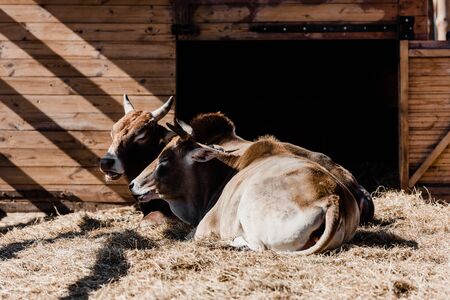 sunlight on bulls resting on hayの写真素材