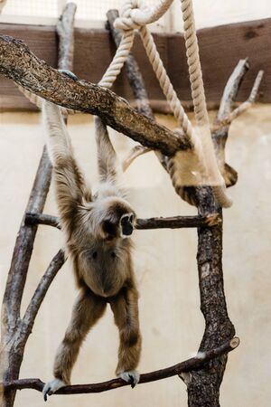 selective focus of marmoset monkey climbing in zooの写真素材