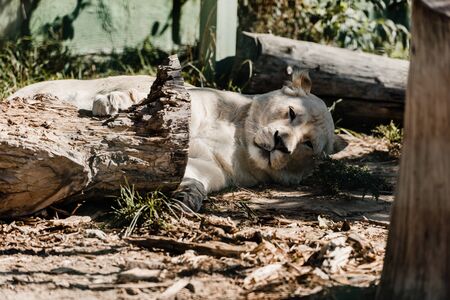 lioness resting near wooden fence outsideの写真素材