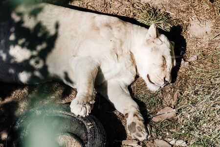 furry lioness sleeping near car tire outside