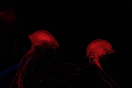 Two jellyfishes in red neon light on black backgroundの写真素材