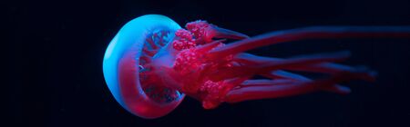 Panoramic shot of jellyfish in blue and pink neon lights on black backgroundの写真素材