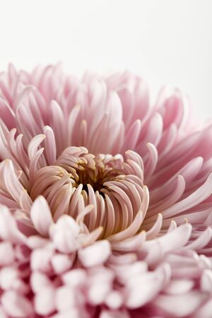 close up view of pink chrysanthemum isolated on whiteの写真素材