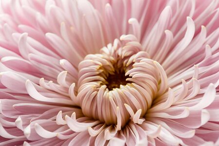 close up view of pink chrysanthemum flowerの写真素材