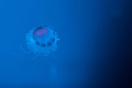 Jellyfish with tentacles on blue background