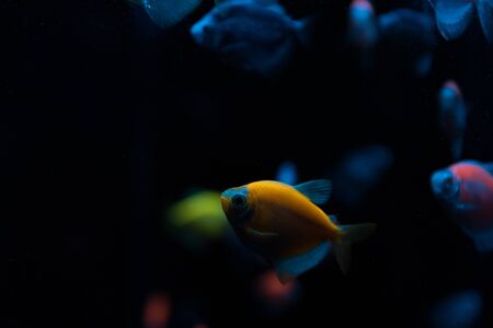 Selective focus of aquarium fishes with neon light on black backgroundの写真素材