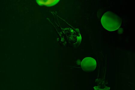 Jellyfishes with green neon light in water on dark backgroundの写真素材
