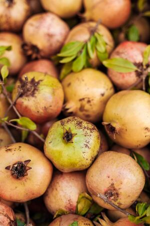 selective focus of ripe and tasty pomegranates