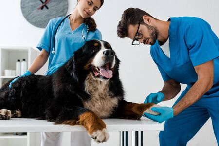 smiling veterinarian looking at colleague examining paw of bernese mountain dog lying on tableの写真素材