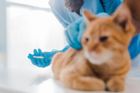 cropped view of veterinarian making injection to red catの写真素材