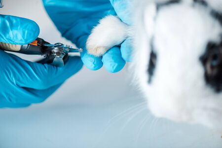 cropped view of veterinarian in cutting claws of cute rabbit with claw cutterの写真素材
