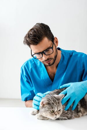 attentive veterinarian examining tabby scottish straight cat on tableの写真素材