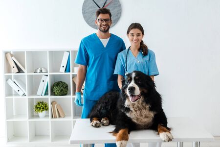 two smiling veterinarians looking at camera while standing near bernese mountain dog lying on tableの写真素材