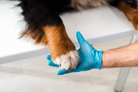 partial view of veterinarian holding paw of bernese mountain dogの写真素材
