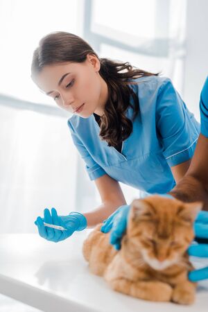 selective focus of attentive veterinarian making injection to red catの写真素材