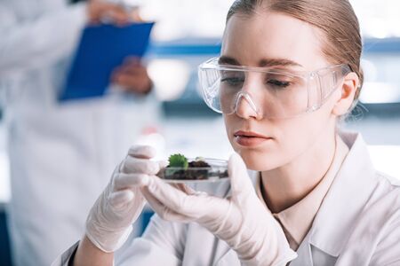 selective focus of attractive biochemist in goggles looking at green plantの写真素材